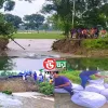 নীলফামারীর তিস্তা সেচ খালের তীর বাঁধ বিধস্ত হয়ে রোপা আমনের খেত নষ্ট