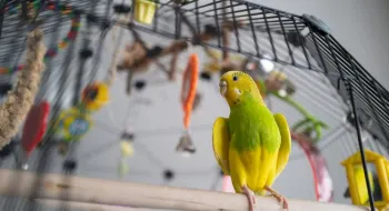 পোষা পাখির যত্নে যা করবেন
