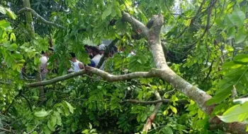 ‘চুরি করতে’ গাছের গোড়া কেটে আগায় উঠলো মাসুদ, নিচে পড়ে গেল প্রাণ