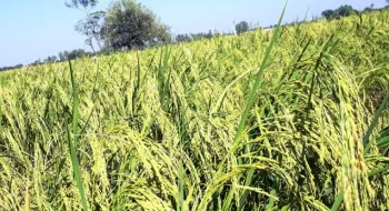 দিনাজপুরে লক্ষ্যমাত্রার চেয়ে বেশি জমিতে আমন চাষ, উৎপাদনেও রেকর্ড প্রত্যাশা