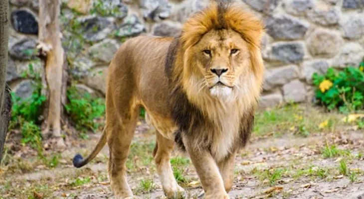 মিরপুর চিড়িয়াখানার খাঁচা থেকে বেরিয়ে গেছে সিংহ