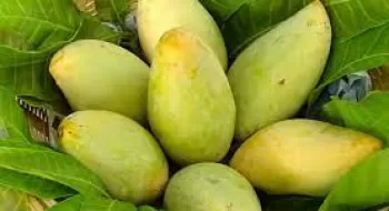 স্বীকৃতি পেল রাজশাহীর ফজলি আম