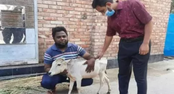 এবার রাজশাহীতে সবচেয়ে ছোট গরুর সন্ধান