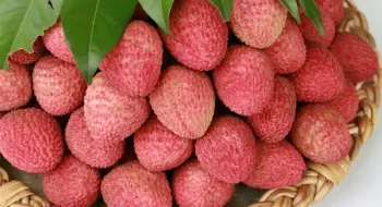 লিচু বেশি দিন তাজা রাখতে কী করবেন?