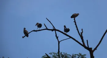 রাবিতে আশ্রয় নিচ্ছে শামুকখোল পাখিরা