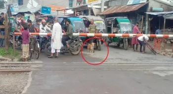 রেলগেটে কুকুরের নিয়ম মানার ছবি ভাইরাল