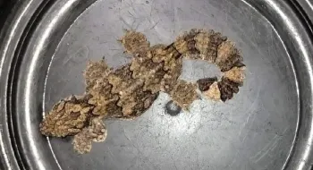 পঞ্চগড়ে পাচারের সময় তক্ষকসহ আটক ৪