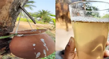 নিপাহ ভাইরাসে এক নারীর মৃত্যু, খেজুরের রস পানে সতর্কতার পরামর্শ