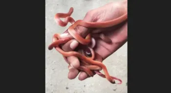 পঞ্চগড়ে ৬ বাচ্চাসহ মা কমলাবতী উদ্ধার