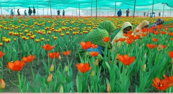 তেঁতুলিয়ায় ফুটেছে টিউলিপ, পর্যটকের ভিড়