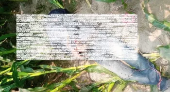 রাণীশংকৈলে ভুট্টাক্ষেত থেকে অজ্ঞাত যুবকের লাশ উদ্ধার