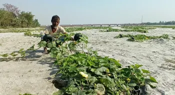 তিস্তা বালু চরের মিষ্টি কুমড়া যেন কৃষকের সোনা