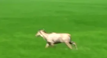 দিনাজপুরে দেখা মিলল নীলগাইয়ের