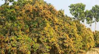ঠাকুরগাঁওয়ে এবার লক্ষ্যমাত্রা ছাড়িয়ে যাবে আম
