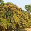 ঠাকুরগাঁওয়ে এবার লক্ষ্যমাত্রা ছাড়িয়ে যাবে আম