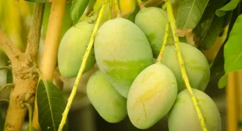 কাল থেকে বাজারে আসবে রাজশাহীর আম