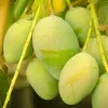 উত্তরবঙ্গের আম চাষিরা রপ্তানির সহজ উপায় খুঁজছেন