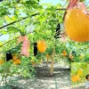 নীলফামারীতে পরীক্ষামূলক গ্রীষ্মকালীন হলুদ তরমুজ চাষে ব্যাপক সফলতা সম্ভাবনায় 