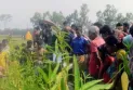 লালমনিরহাটে পাটক্ষেতে পড়েছিল অজ্ঞাত নারী, পানি খাওয়ার কিছুক্ষণ পর হলো নিথর