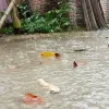 রংপুরে হঠাৎ বৃষ্টিতে জনজীবন স্বস্তি