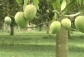 এবার ১০ দিন আগেই বাজারে আসছে ‘হাঁড়িভাঙা আম’