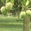 এবার ১০ দিন আগেই বাজারে আসছে ‘হাঁড়িভাঙা আম’