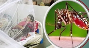 পঞ্চগড়ে বাড়ছে ডেঙ্গু রোগী শনাক্তের সংখ্যা, আক্রান্ত ২৮ জন!