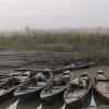 কুড়িগ্রামে কাশবন এখন চরবাসীর আর্শিবাদ