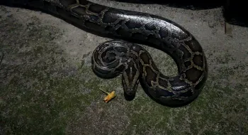 পঞ্চগড়ে বার্মিজ পাইথন সাপ উদ্ধার