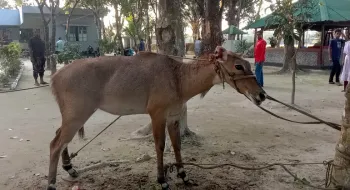 ঠাকুরগাঁওয়ে বিজিবি কতৃক বিলুপ্তপ্রায় নীলগাই উদ্ধার
