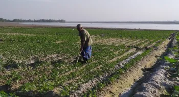 তিস্তায় পলি যুক্ত চর জেগে ওঠায় এবার ভাগ্য খুলছে তিস্তা পাড়ের কৃষকদের