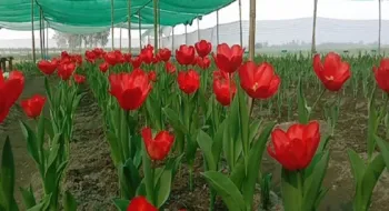 পঞ্চগড়ের তেঁতুলিয়ার সীমান্তবর্তী গ্রামে ফুটেছে রাজসিক ফুল টিউলিপ