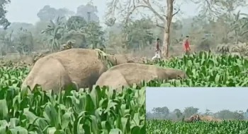বাংলাবান্ধা সীমান্তের ভূট্টা ক্ষেতে দুই ভারতীয় বন্য হাতি, আতঙ্কে গ্রামবাসী
