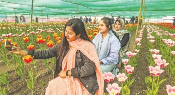টিউলিপের গ্রাম