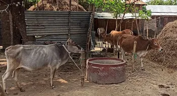 একের পর এক মরছে গরু, সীমান্তে আতঙ্কে দুই গ্রামের মানুষ