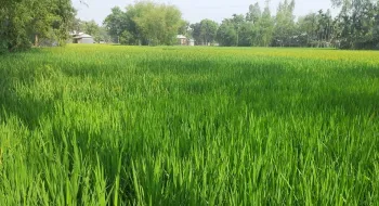 খরার ঝুঁকিতে রংপুর অঞ্চল