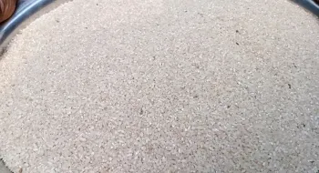 দিনাজপুরে বাঁশফলের দানার ভাত খাচ্ছে মানুষ! 