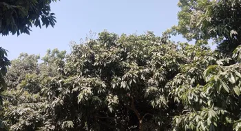 দিনাজপুরে তাপদাহে প্রকৃতির রসগোল্লা খ্যাত 'লিচু ' নিয়ে বিপাকে চাষিরা
