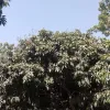 দিনাজপুরে তাপদাহে প্রকৃতির রসগোল্লা খ্যাত 'লিচু ' নিয়ে বিপাকে চাষিরা