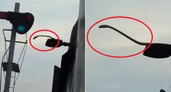 পঞ্চগড়ে ট্রেনের ছাদে সাপ, আতঙ্কে যাত্রীরা!