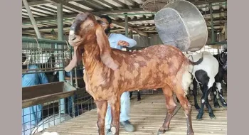 ছাগল টাই ছিল মাস্টারমাইন্ড- সায়েদ আব্দুল্লাহ