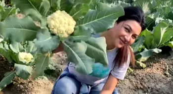 ফুলকপি চাষে ক্ষেতে ব্যস্ত জয়া!