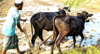 কালের বিবর্তনে হারিয়ে যেতে শুরু করেছে বাংলার ঐতিহ্য হালচাষ