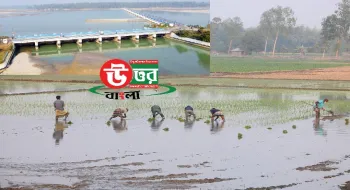 তিস্তা কমান্ড এলাকায় সেচ সরবরাহ শুরু॥ কৃষকরা বোরোর চারা রোপনে মাঠে নেমেছে