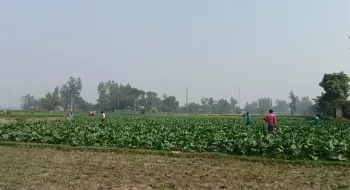 ২০ বছর পর উদ্ধার গাইবান্ধায় আ.লীগ নেতার দখলে থাকা ১১ বিঘা জমি