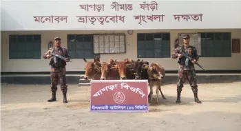 পঞ্চগড় সীমান্ত থেকে ভারতীয় ৫টি গরু আটক