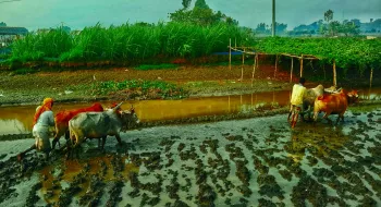 লালমনিরহাটে তীব্র শীতে বোরো চাষে ব্যস্ত সময় পার করছে কৃষকেরা!