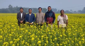 রাণীশংকৈলে সরিষার বাম্পার ফলন,কৃষকের মুখে হাসির ঝিলিক