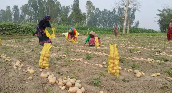 কুড়িগ্রামের আলু যাচ্ছে বিদেশে তারপরও লোকসানে আলুচাষী