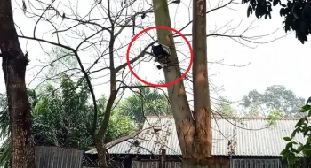 সীমান্ত রেখায় সিসি ক্যামেরা বসাল বিএসএফ, কড়া প্রতিবাদ বিজিবির